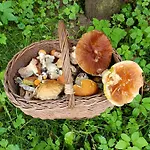 Pensión Mrowisko Maslowice (Slawno)