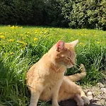 Mrowisko Maslowice (Slawno)