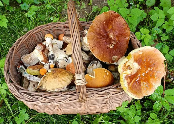 בית הארחה Mrowisko Maslowice (Slawno)